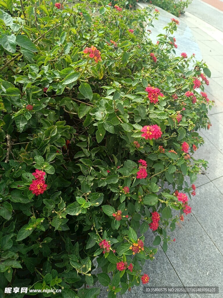 绿叶丛中绽放的娇艳红花