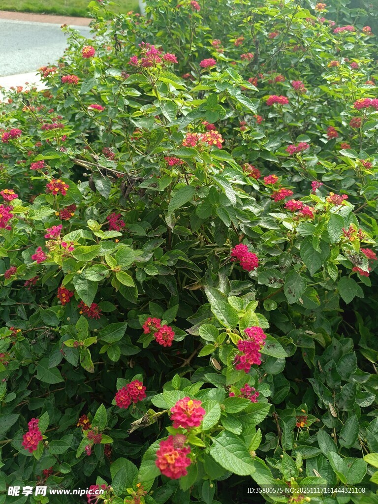 绿叶间绽放的鲜艳红花