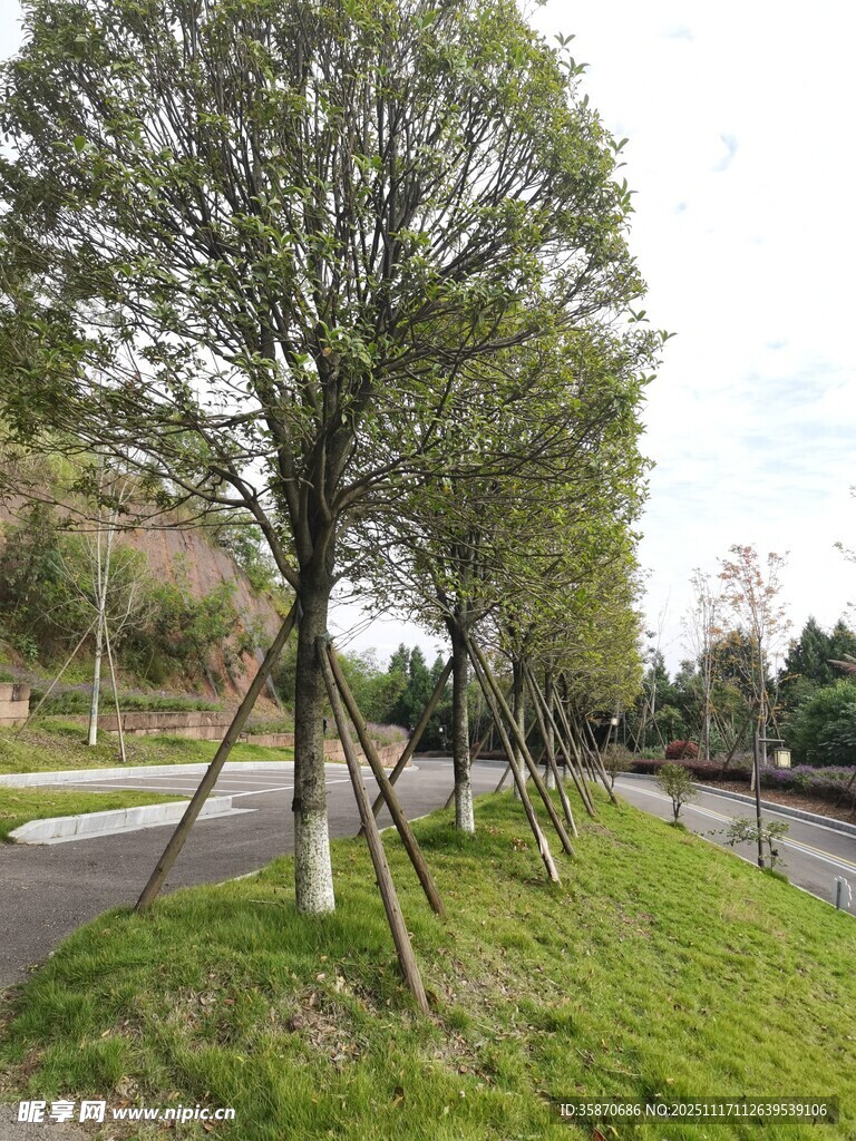 道路旁整齐的树木景观