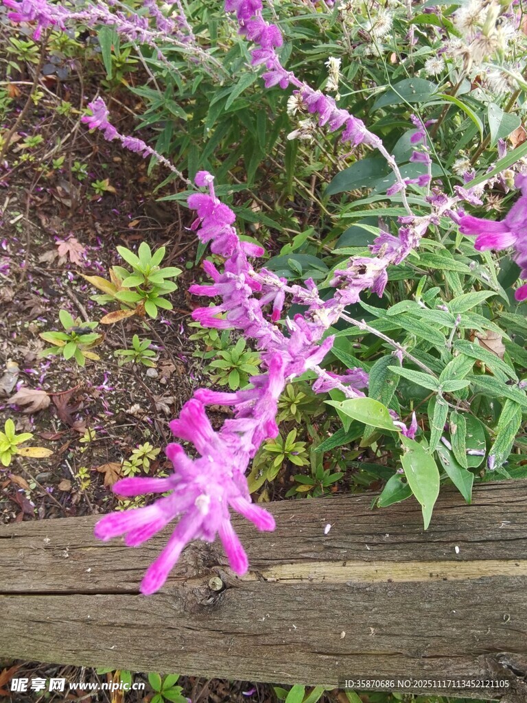 木旁绽放的紫色美丽花卉