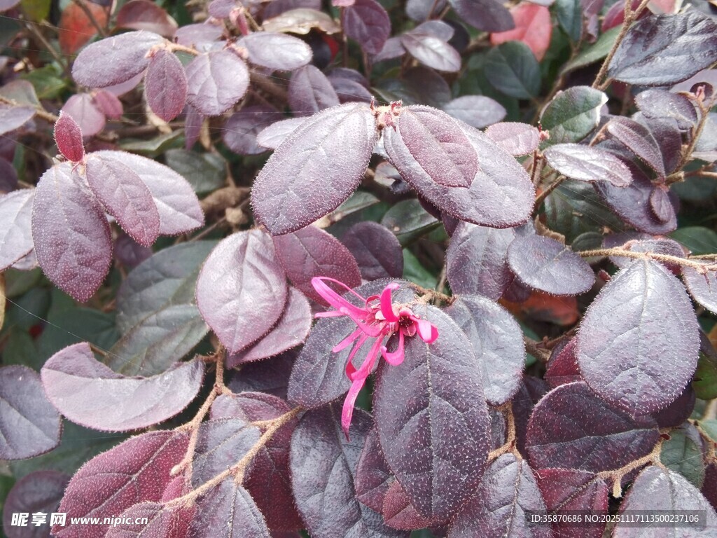 紫叶植物中的娇艳粉色花朵