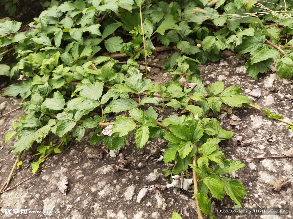 地面生长的绿色植物