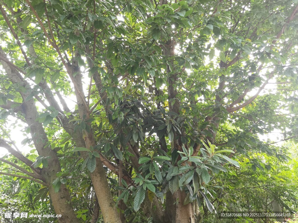 繁茂大树下的绿意景象