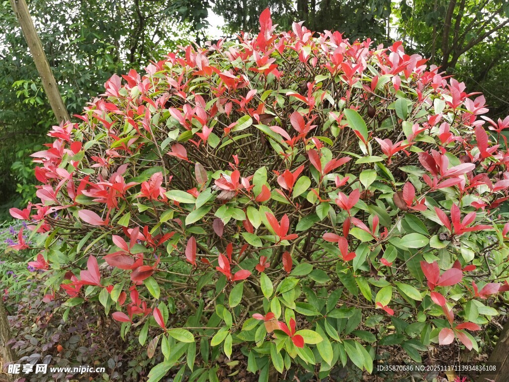 艳丽多彩的花卉灌木景观