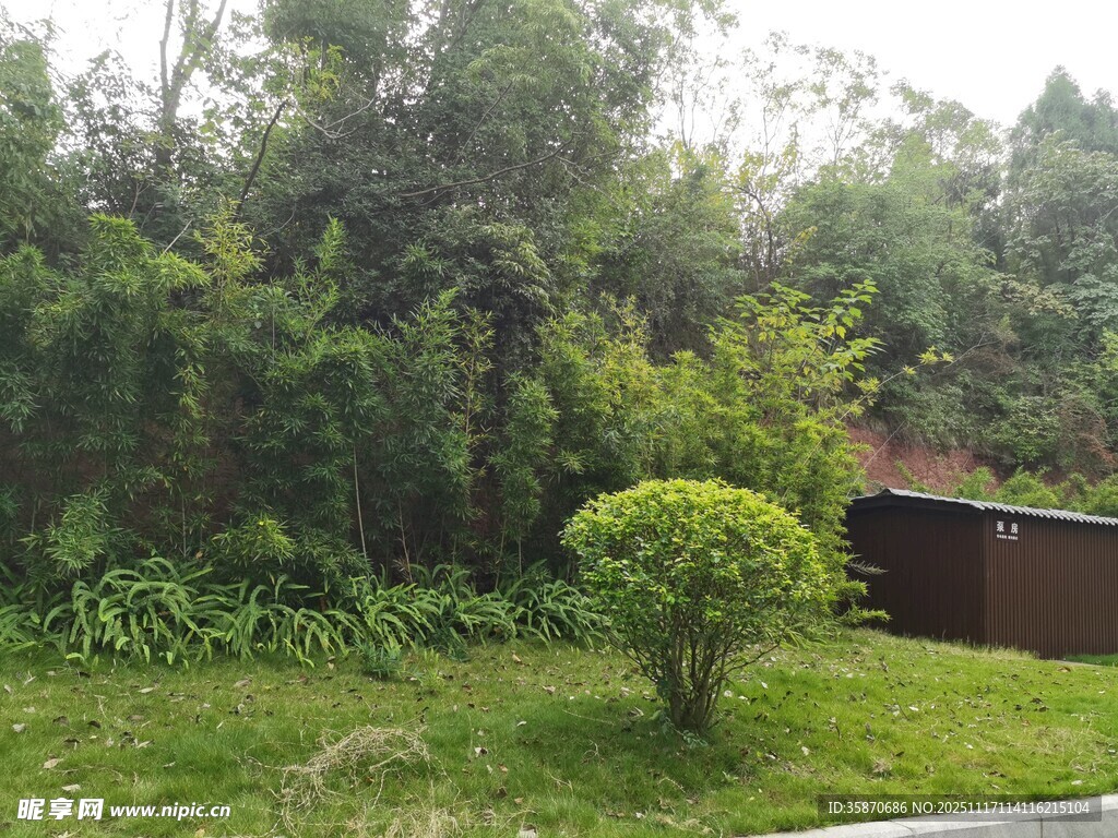 绿意盎然的庭院景观