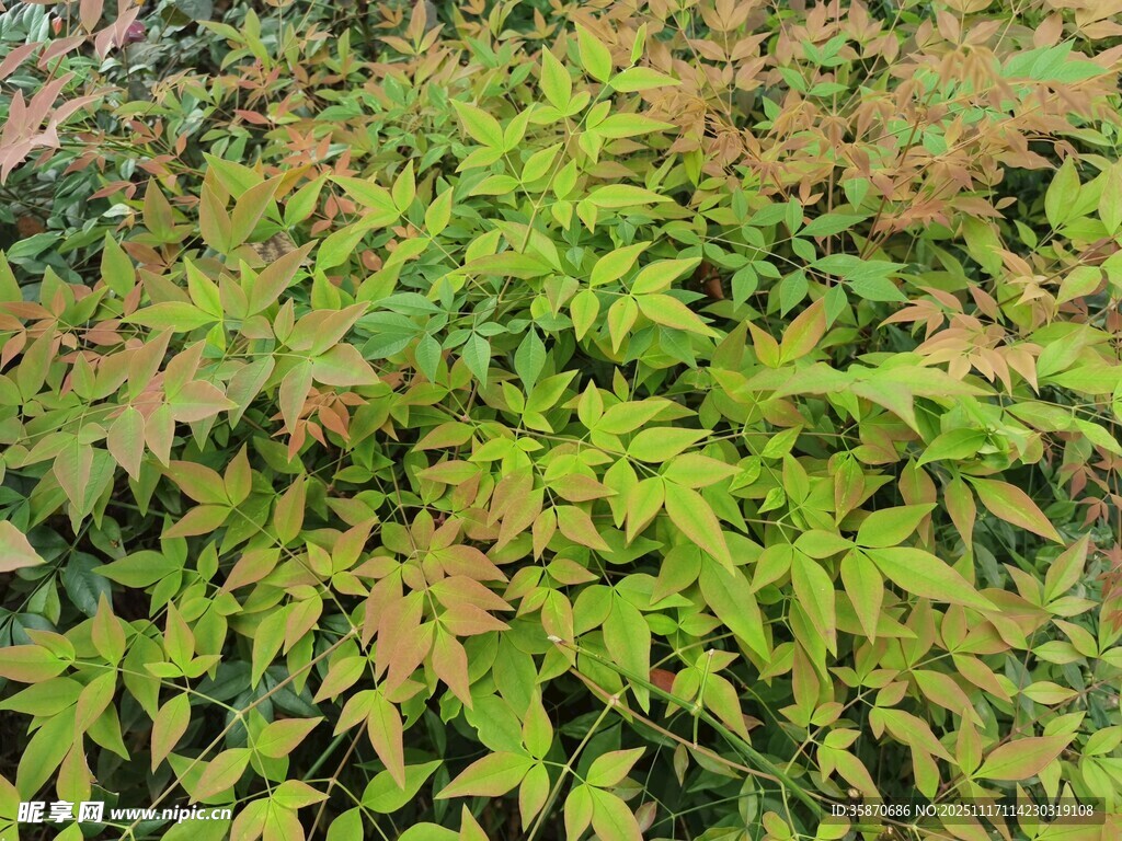翠绿斑斓的植物叶片