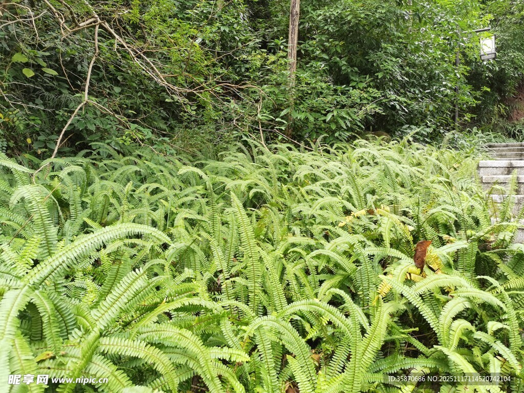 茂密绿植景观
