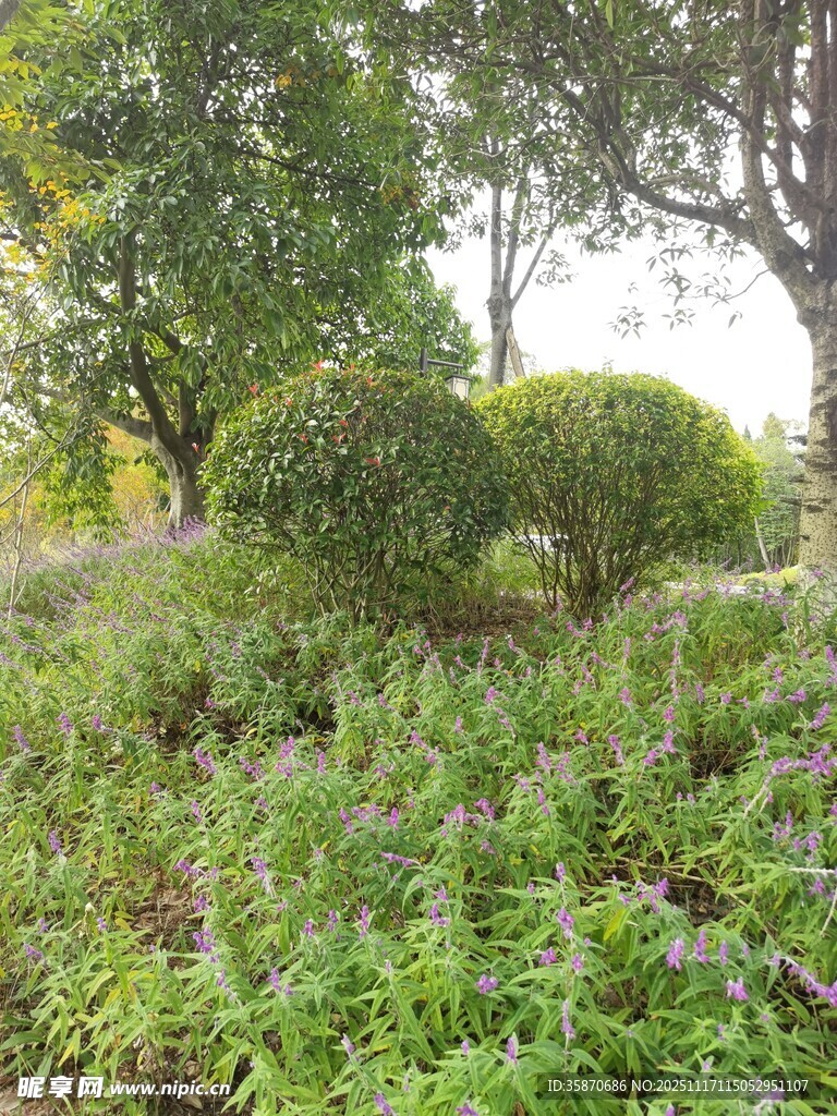 绿意盎然的户外灌木丛景观