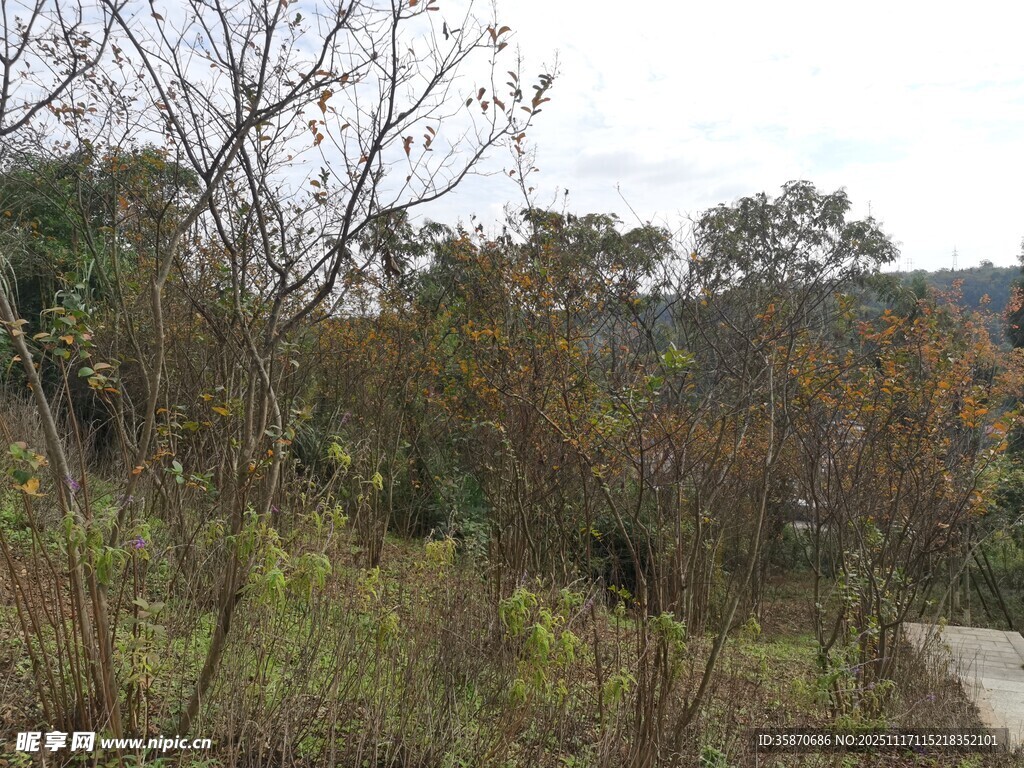 山间小径旁的繁茂植被