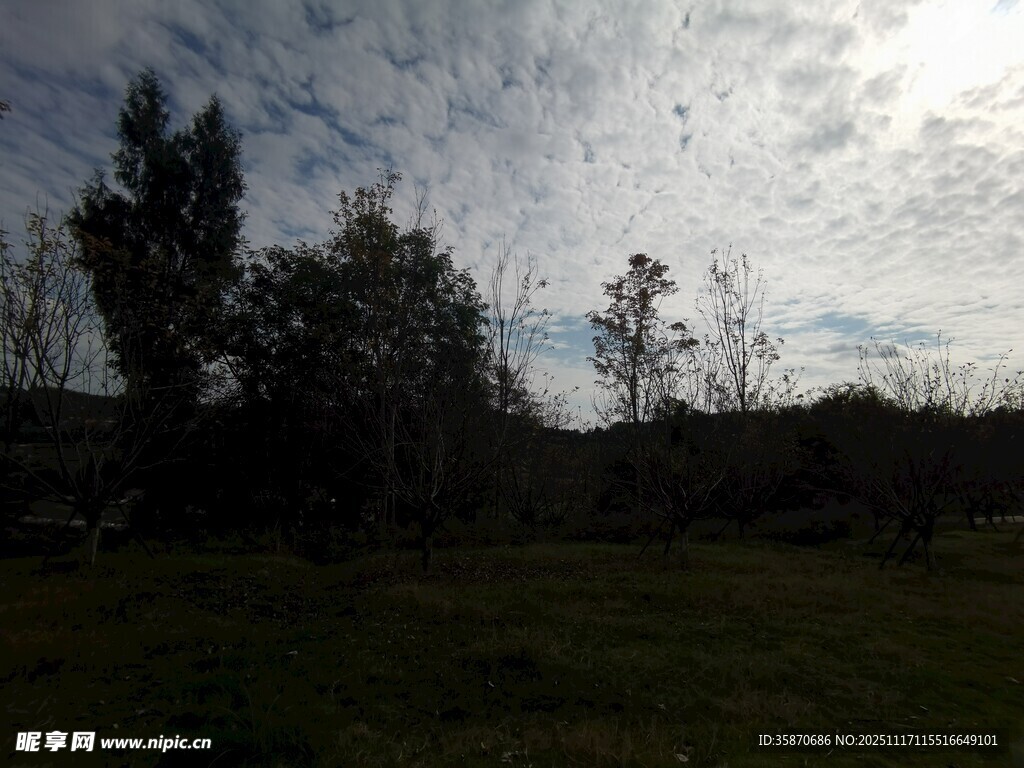 阴天草地旁的树木景观