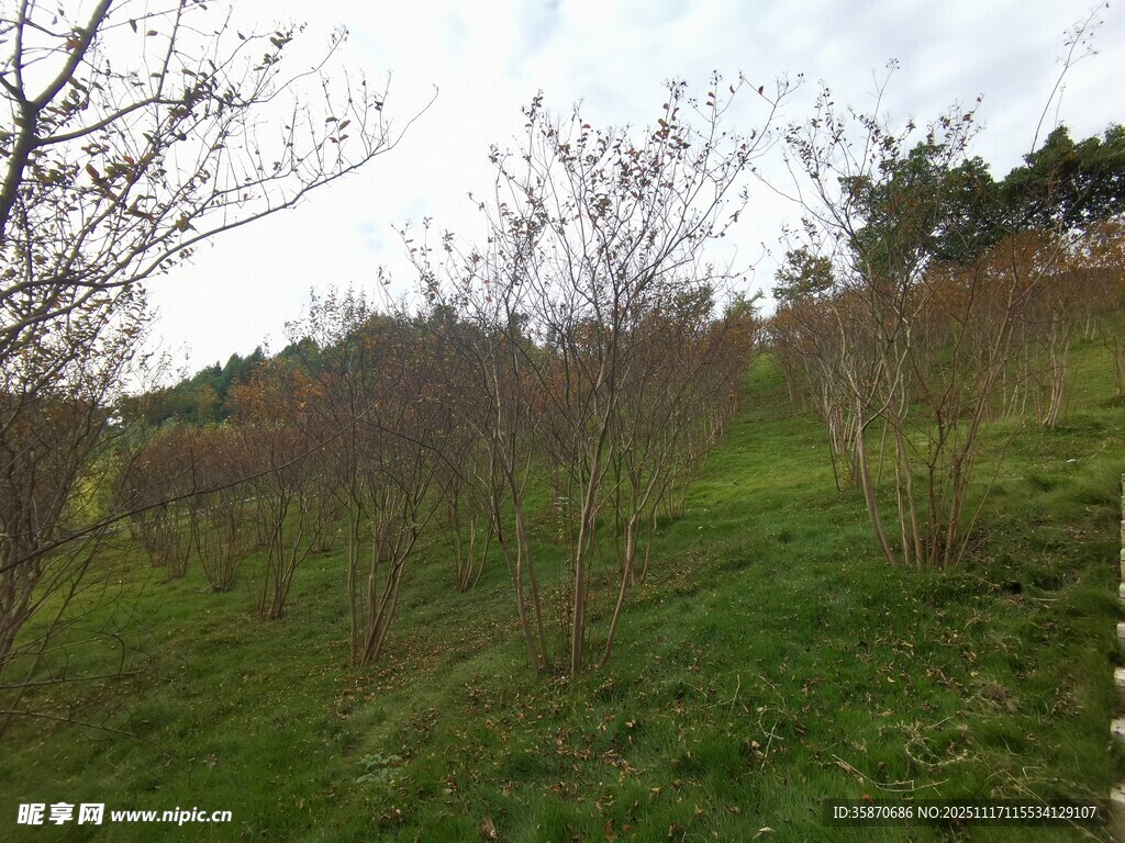 山坡上的绿植与光秃树木