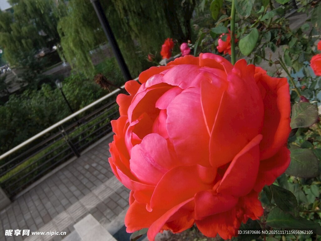 娇艳盛开的红色牡丹花