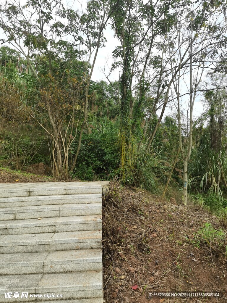 林间木质步道自然景致