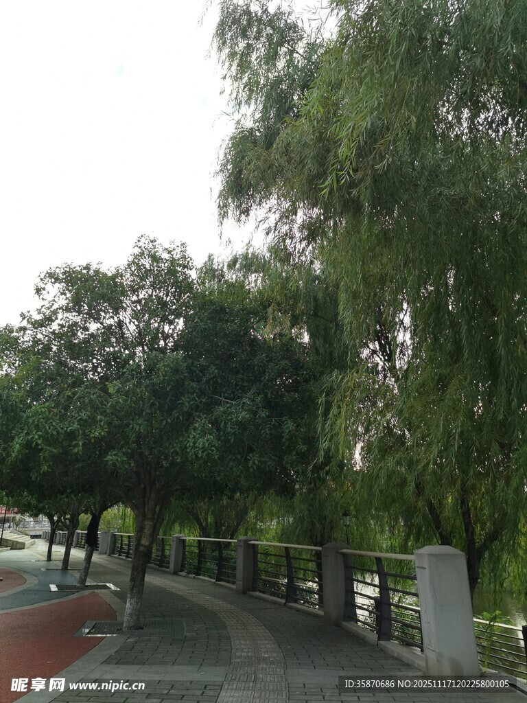 河畔绿树成荫的宁静步道