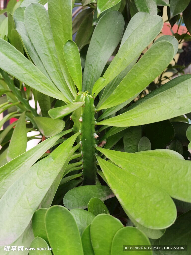 翠绿多肉植物特写