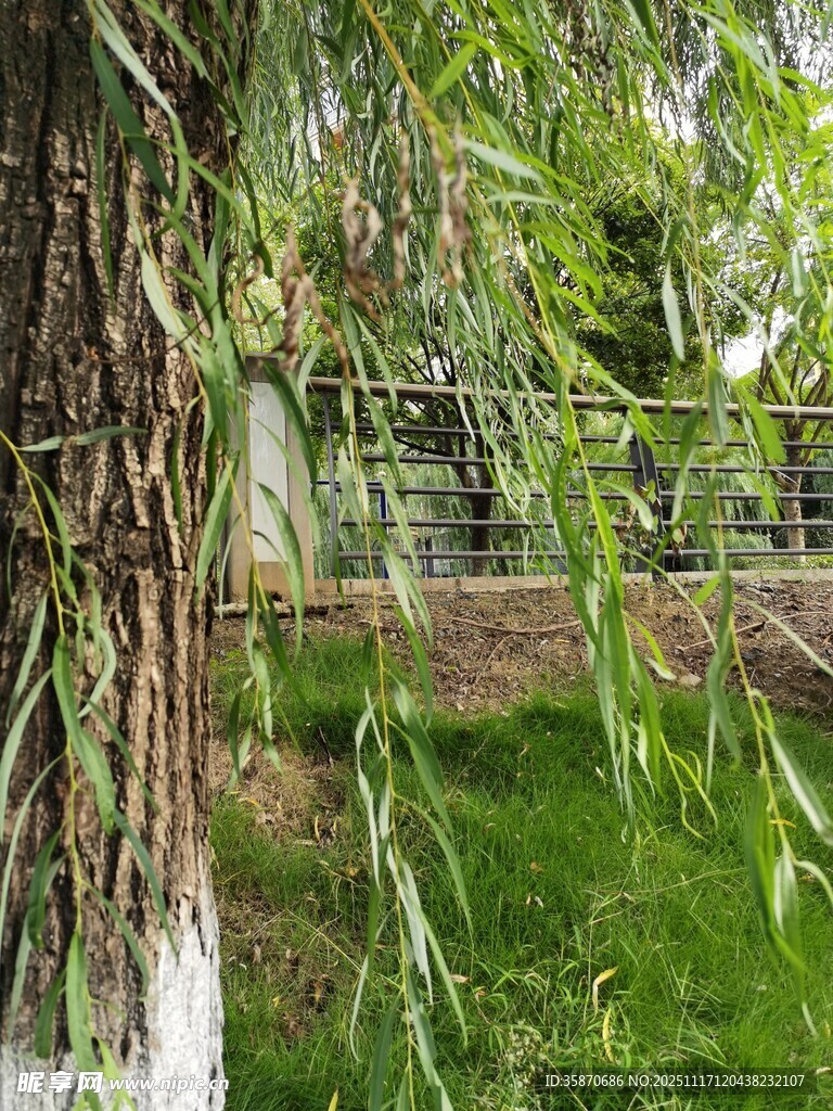 垂柳依依绿意盎然的景致