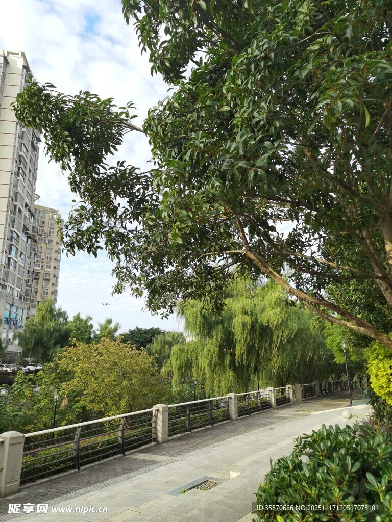 城市林荫步道风景