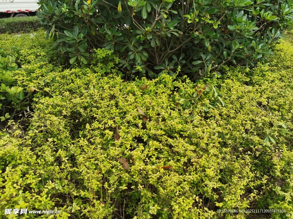 翠绿灌木丛景观