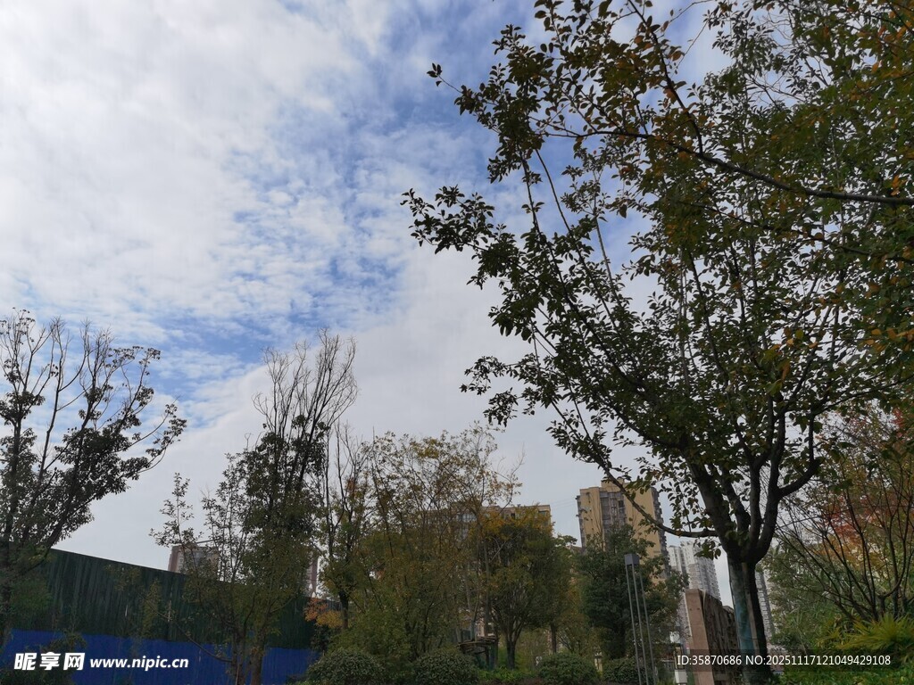 户外树木与蓝天白云景象