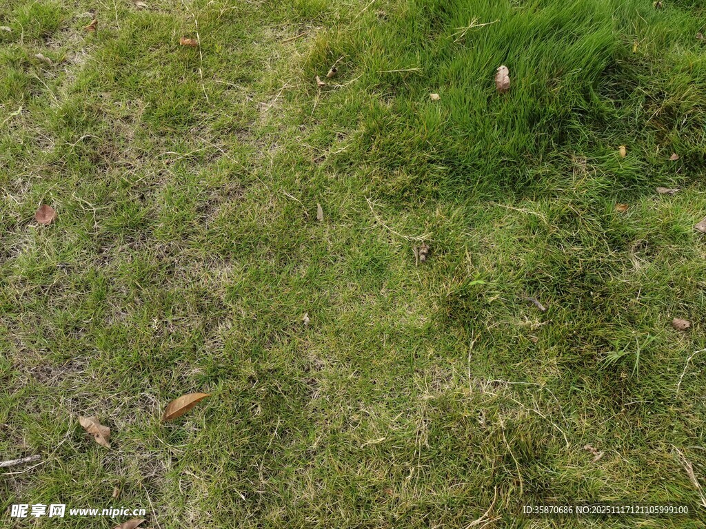 翠绿草地生机盎然