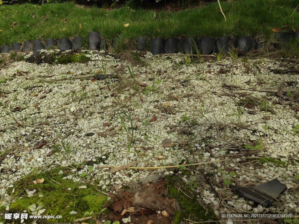 地面覆白色碎屑与绿色苔藓