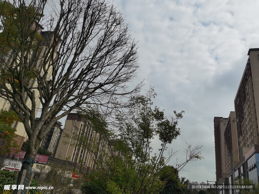 城市街道旁的光秃树木