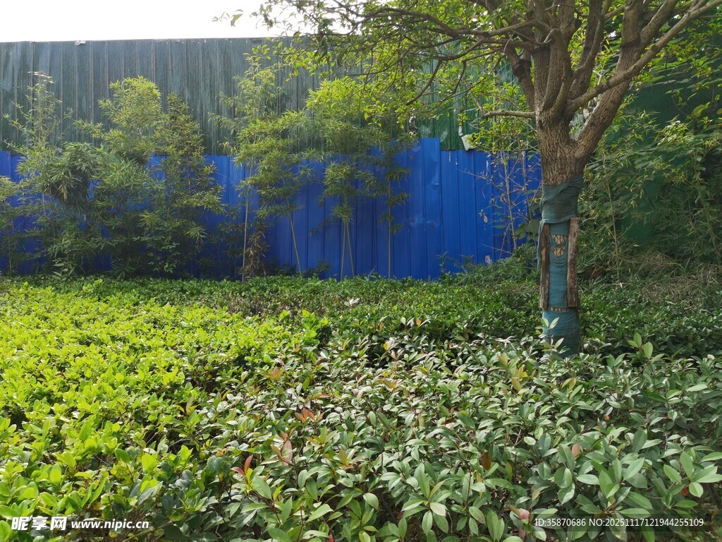 绿意盎然的户外植物景观