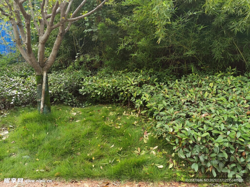 绿意盎然的户外植物景观