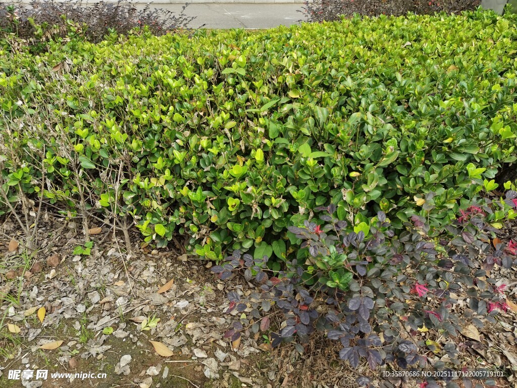 翠绿灌木丛景观