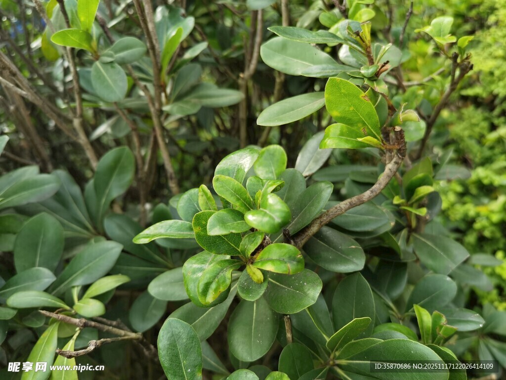 翠绿繁茂的多肉植物