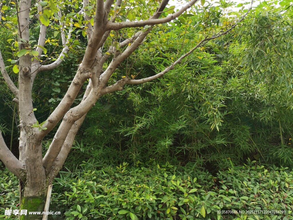 枯树旁的葱郁绿植