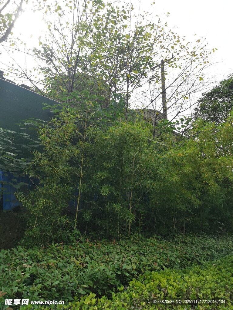 绿意盎然的山林植物景观