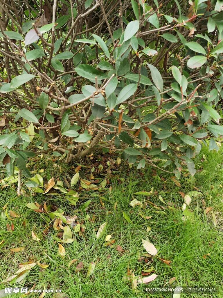 绿叶与落叶的自然景致