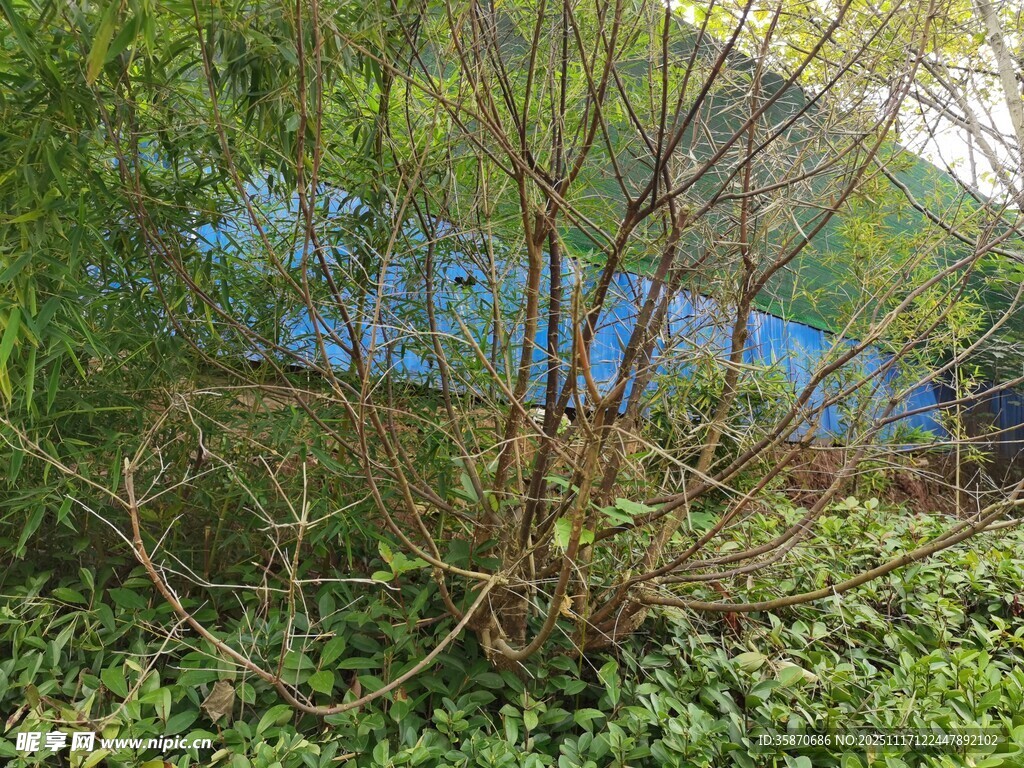 户外绿植与光秃树木景观