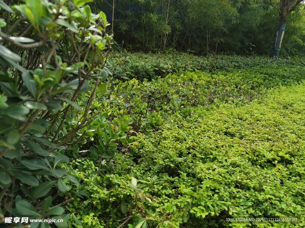 绿意盎然的繁茂植物景观