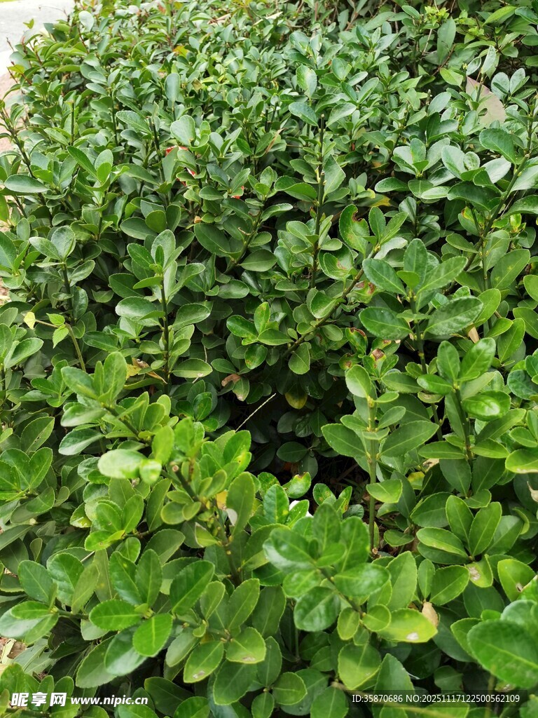 翠绿繁茂的灌木丛