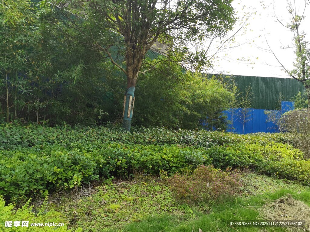 绿意盎然的户外园林景观