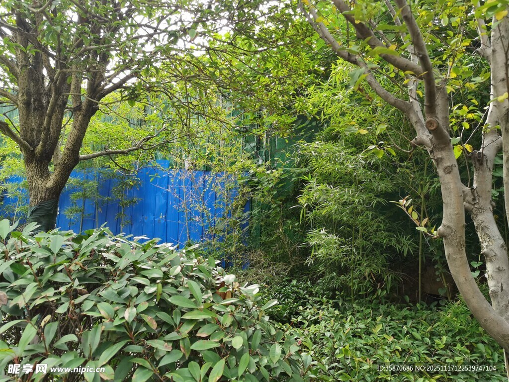 绿意盎然的户外植物景观