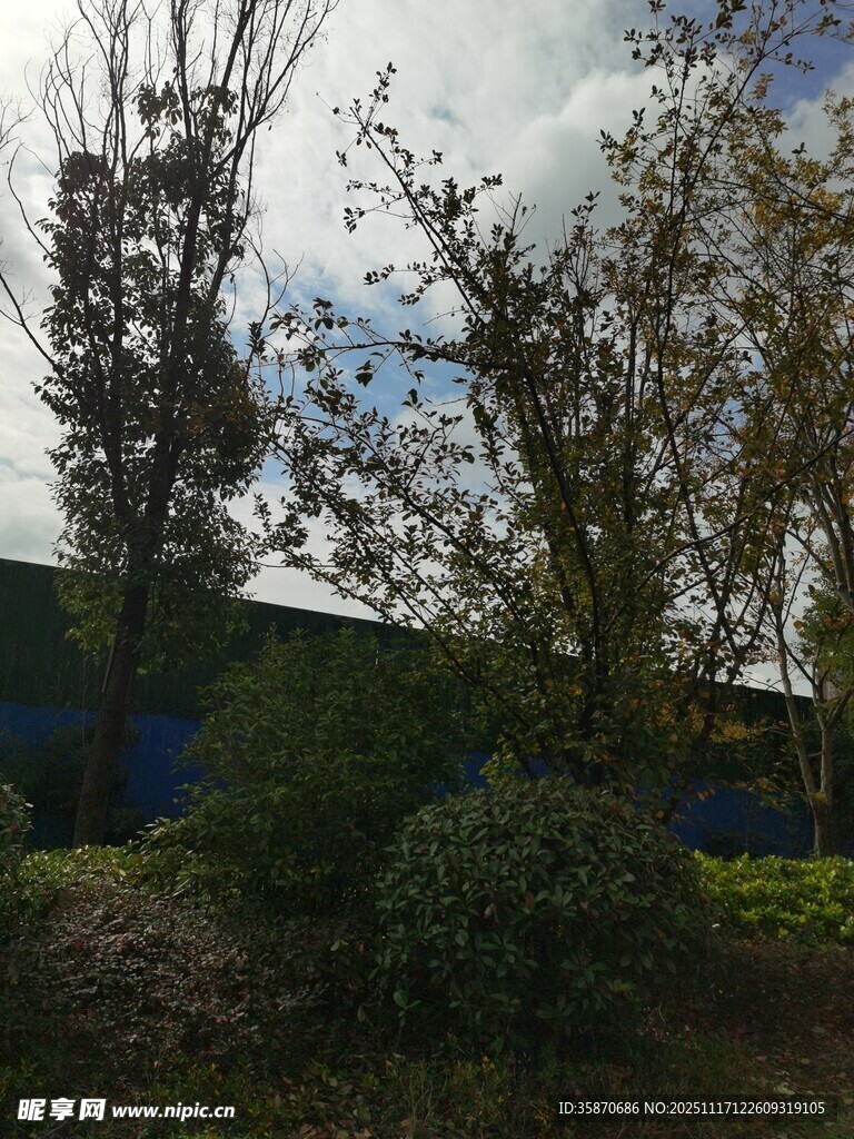 户外树木与建筑物景观