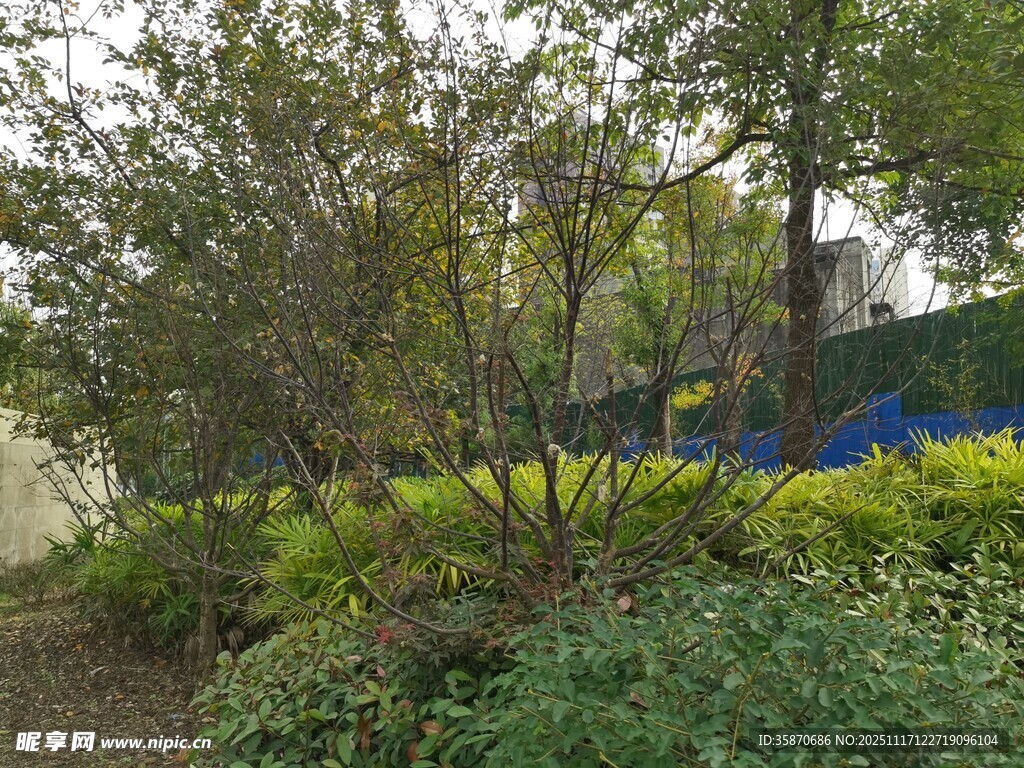 秋日园林绿植景观