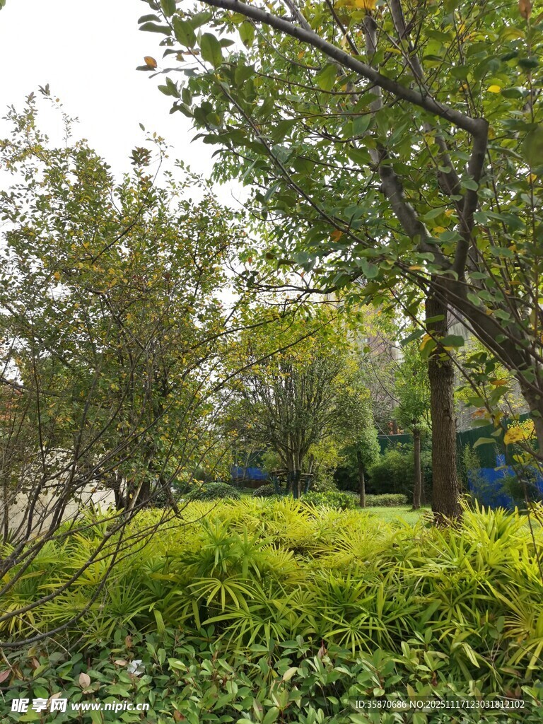 绿意盎然的户外园林景致