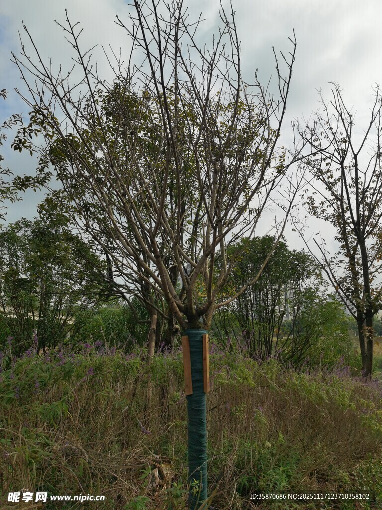野外光秃树木景观