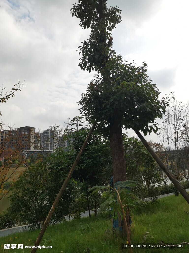 园林中被支撑的高大树木