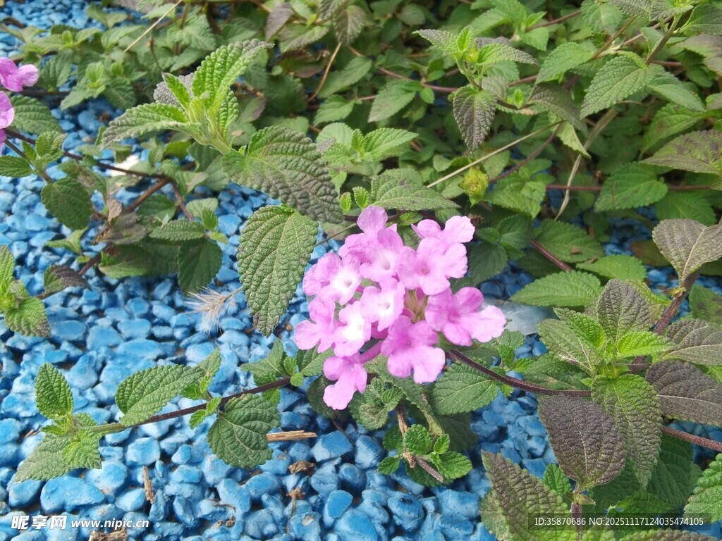 粉色小花绽放于蓝石间