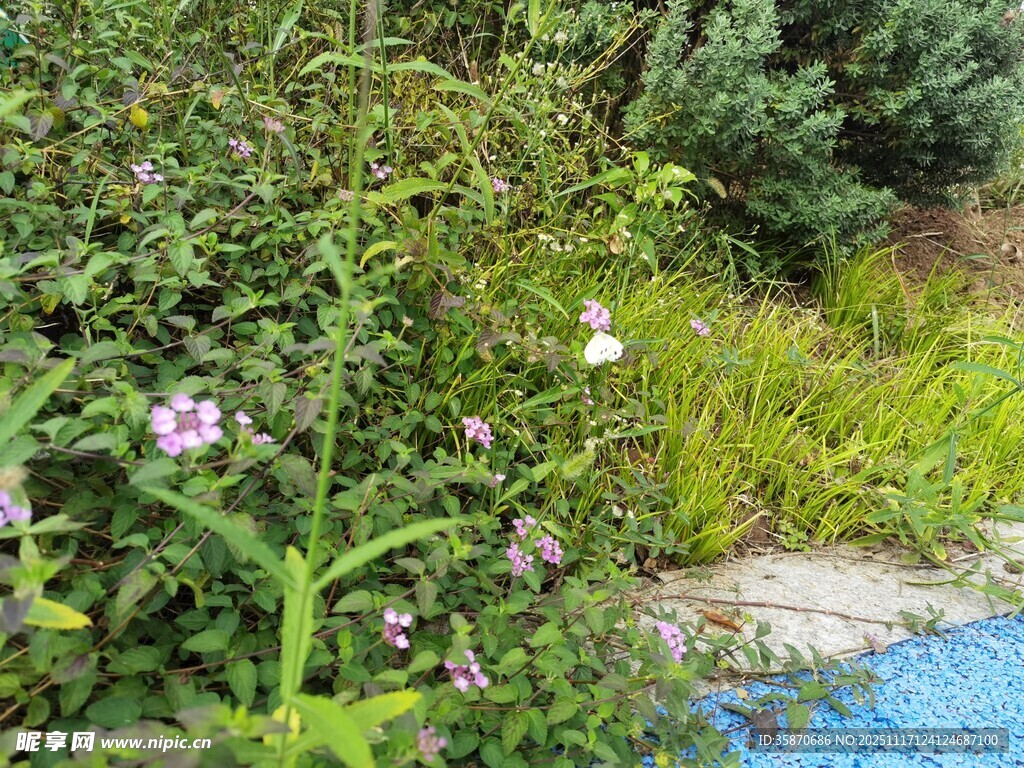 溪边绽放的多彩野花