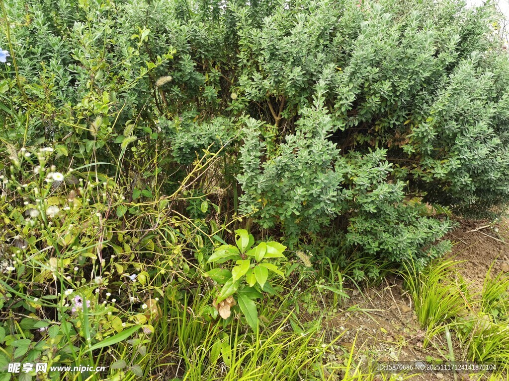 绿意盎然的灌木丛景观