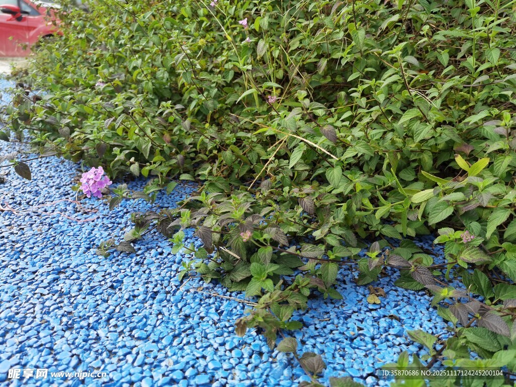 蓝粒旁的翠绿植物与粉花