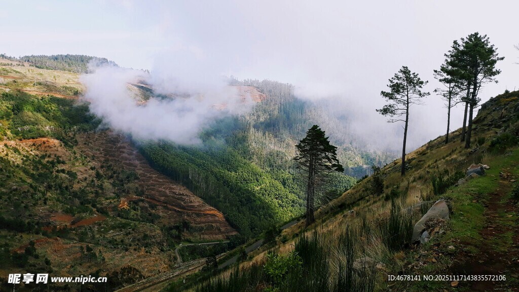 山间云雾缭绕的葱郁树木