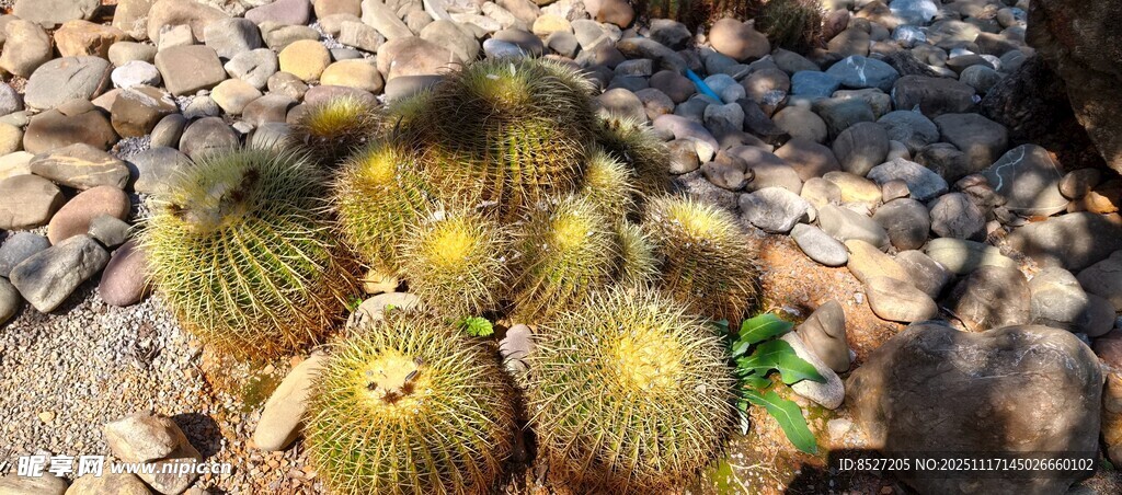 多株带刺仙人球