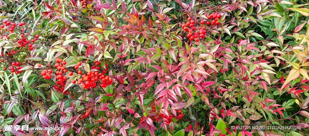 多彩花卉绽放的美丽景象